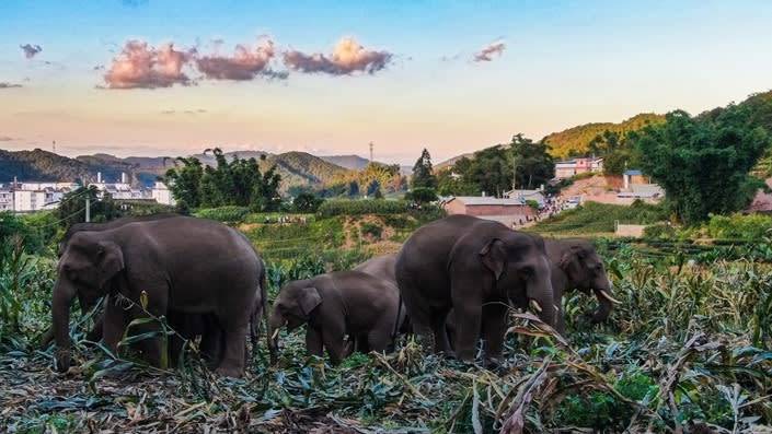 原创又有10头野象进村云南象群到底怎么了背后的原因值得深究