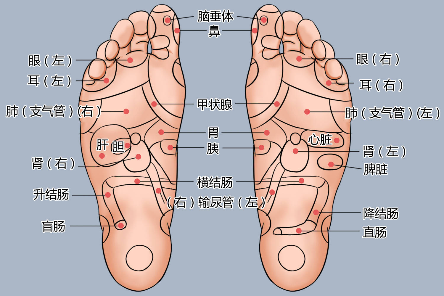 足部血管解剖结构图图片