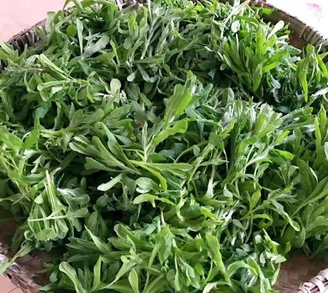 春天我们用这种野菜做粑粑吃太美味了你们那里叫什么呢