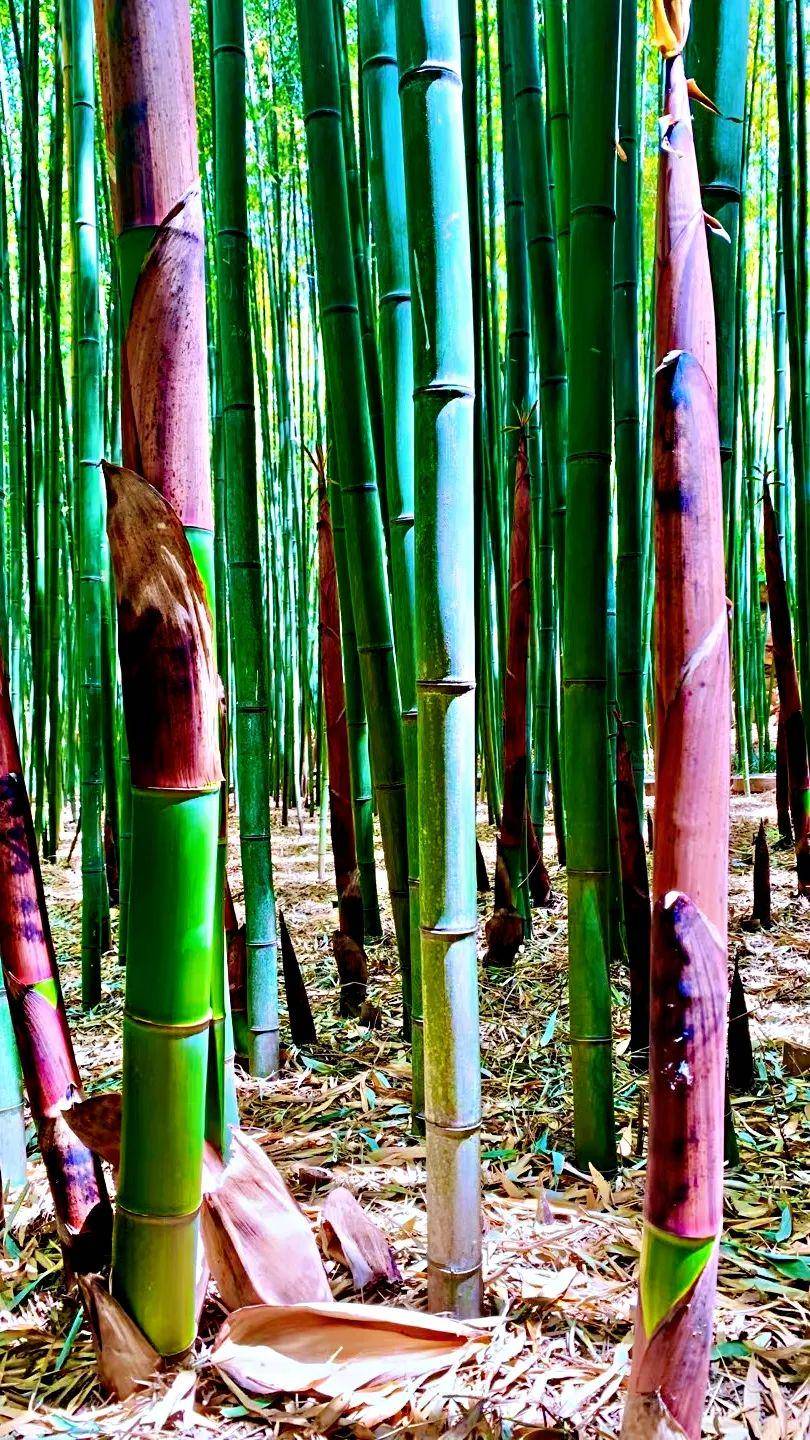 竹泉村·夏日-竹韻泉鳴_竹林_小院_石牆