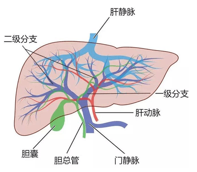 肝脏的血供示意图图片