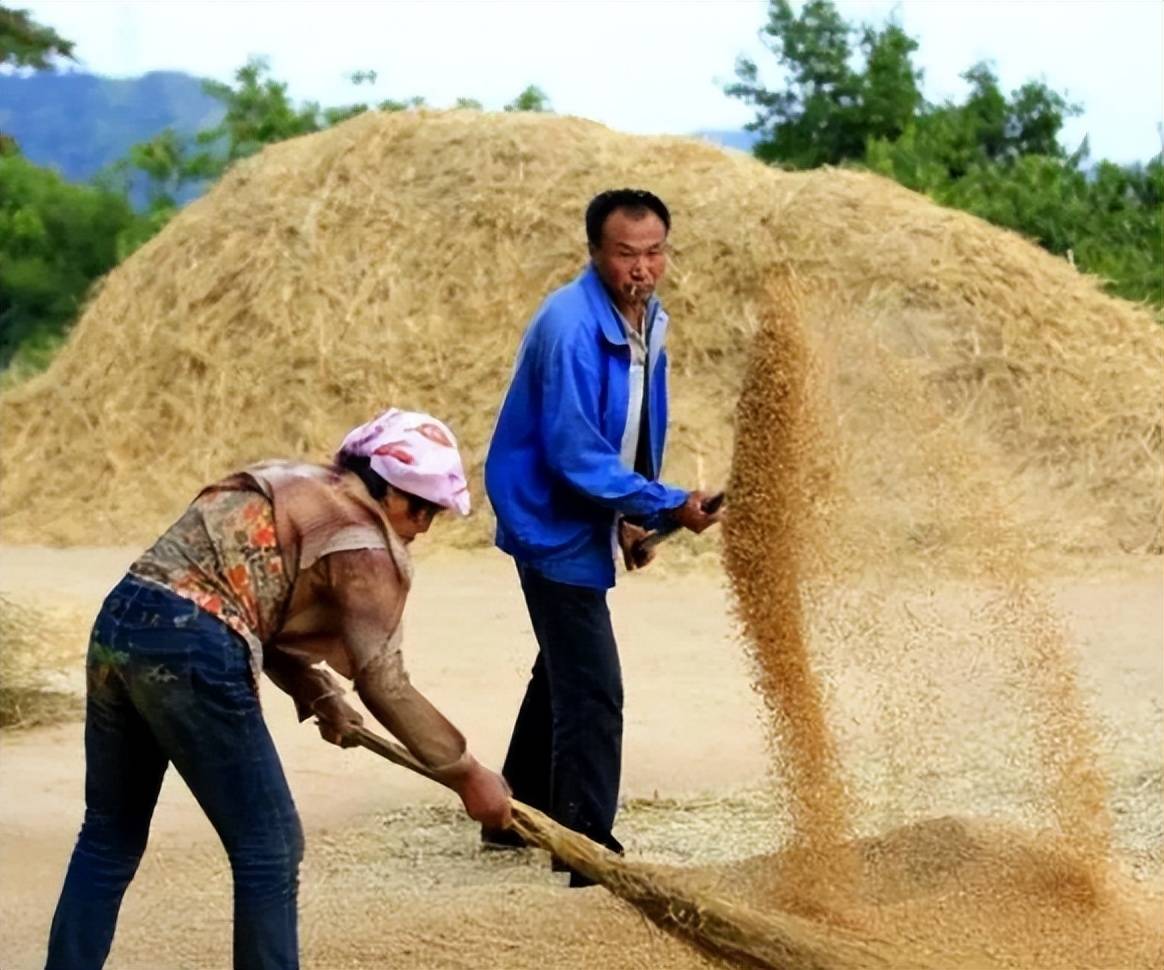 连夜抢收小麦的画面好震撼小时候用镰刀割石磙压还记得吗