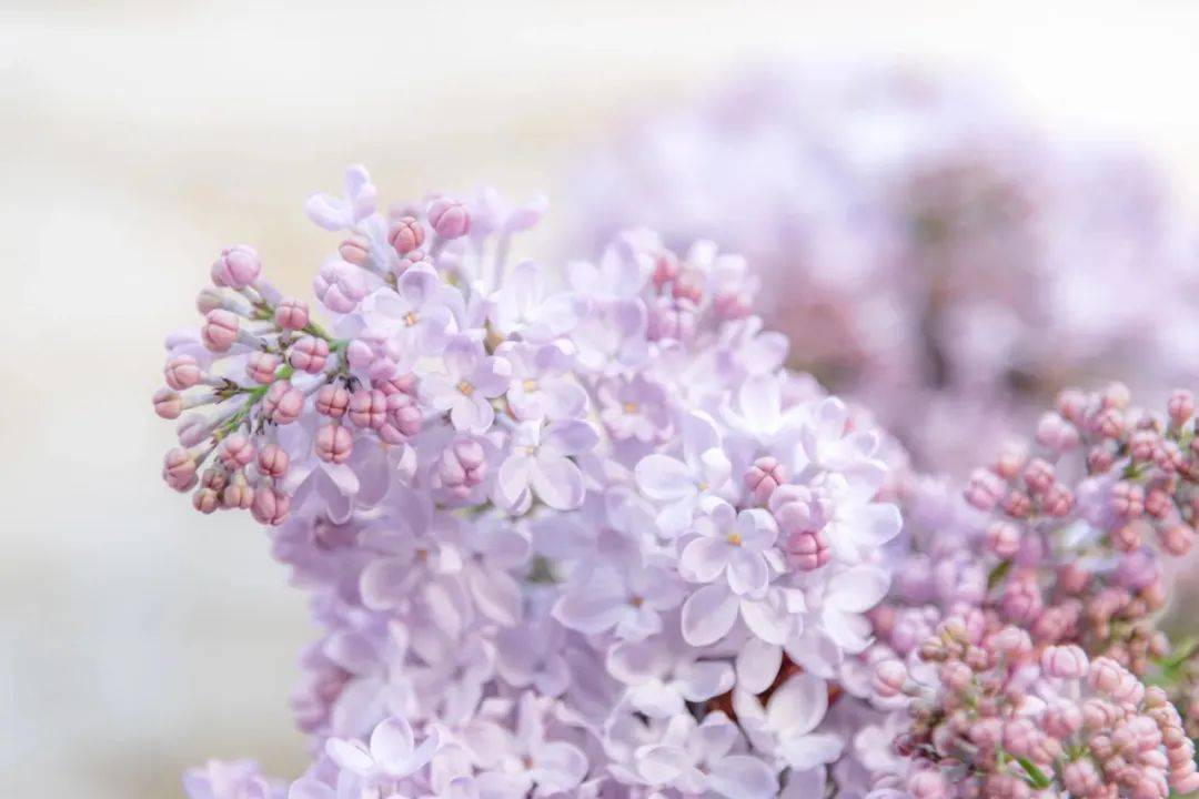 经济呈现恢复势头,家电产业要把握消费券拉动效应-家电圈官网