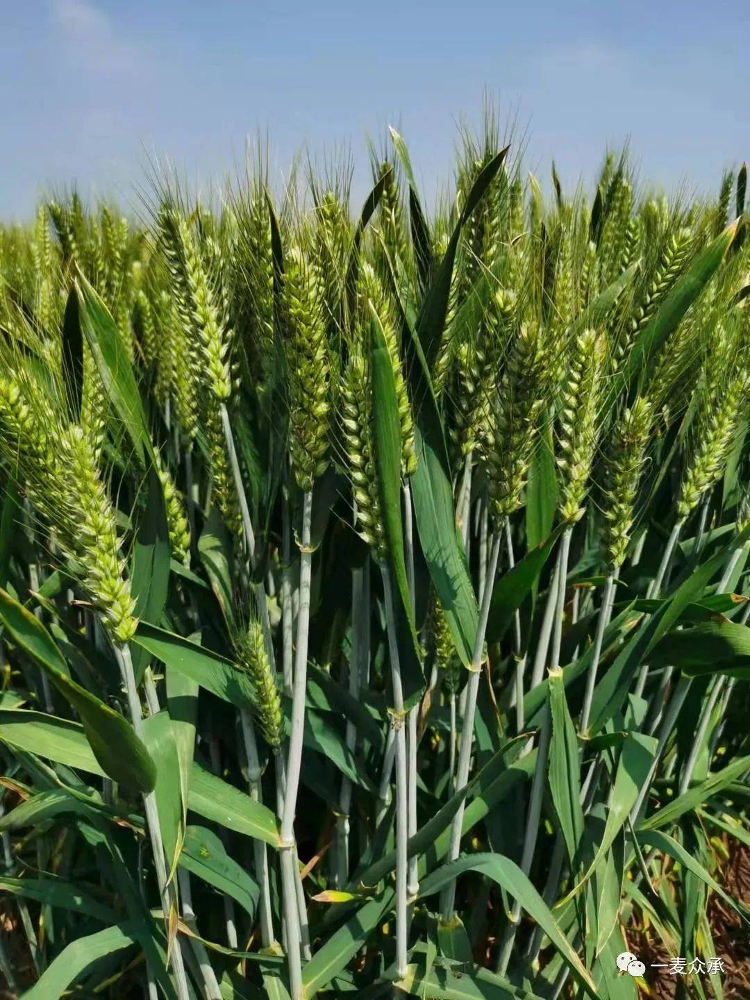 天麦178全国生产经营权独家转让签约仪式67