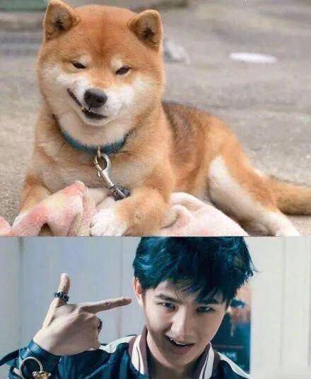 原创张雨绮活泼似鹦鹉狗界女明星撞脸孟美岐气质神态相似度90