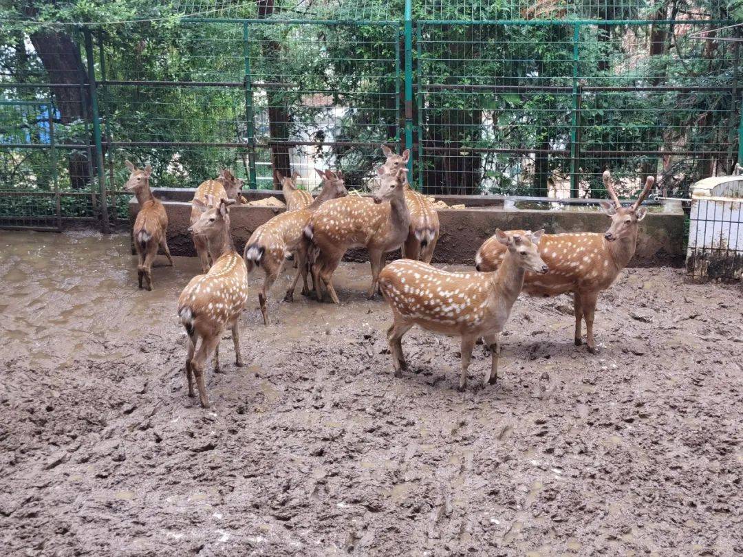 记者在个旧市动物园梅花鹿馆内看到,新出生的小鹿崽已经能够满地乱跑