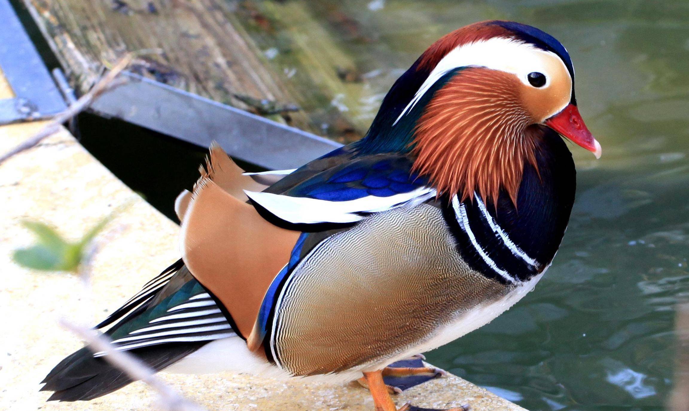 原创全球最美十种鸟儿孔雀无名野鸡第十极乐鸟第五鸭子第一