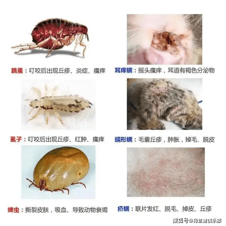 狗身上常见的虫子种类图片