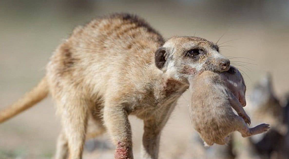 原创自然界的残忍同类相食的动物们
