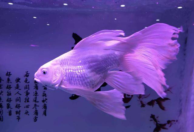 观赏鱼饲养水位的设定问题,深水环境可以饲养孔雀鱼,金鱼吗?