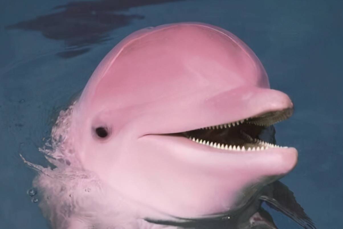 粉色海豚壁纸高清图片