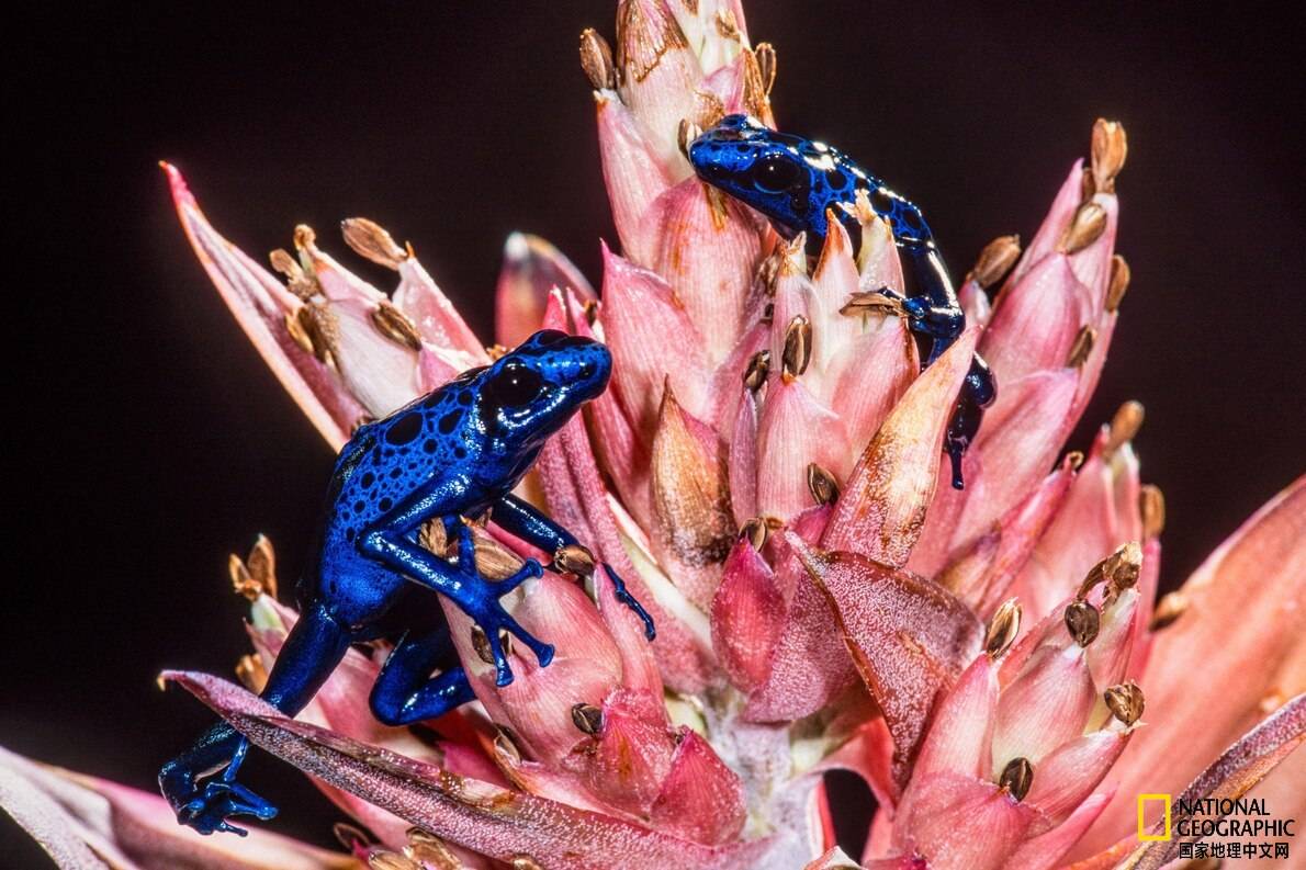 钴蓝箭毒蛙原产于苏里南西帕利维尼区.摄影:jon g.
