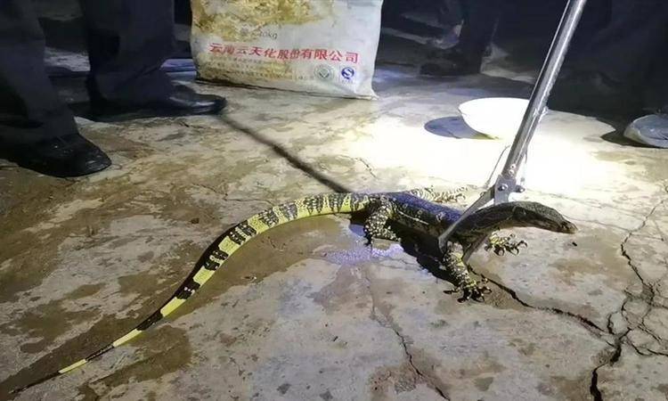 原创五爪金龙现身云南景洪消失10多年如今突然出现预示着什么