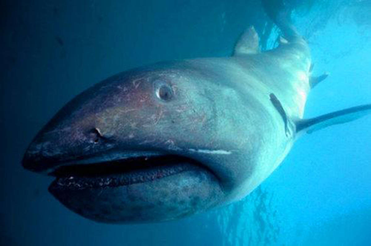 大嘴鲨:鲨鱼中的另类苦行僧,长五米,行踪诡秘,经常被同类相食