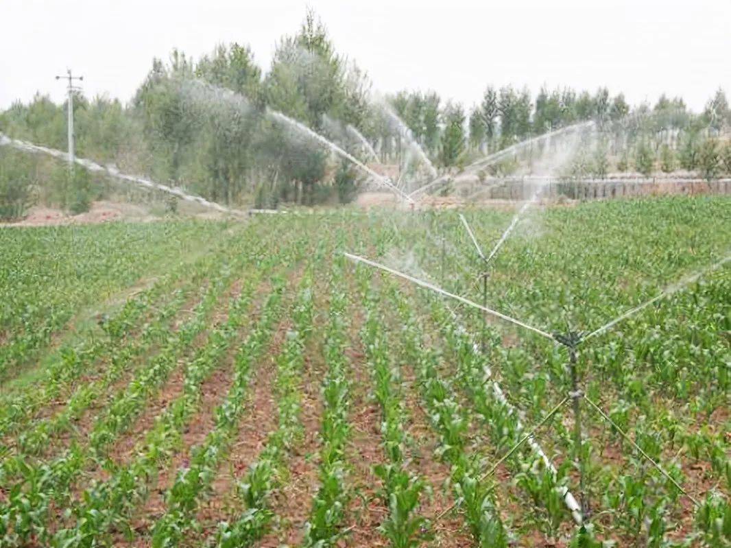 这些地方仍要警惕玉米热害!_授粉_喷灌_影响