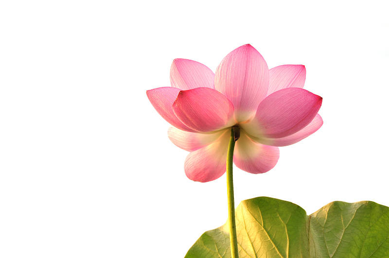 如何品鉴一朵荷花?_姿态_庭院_人们