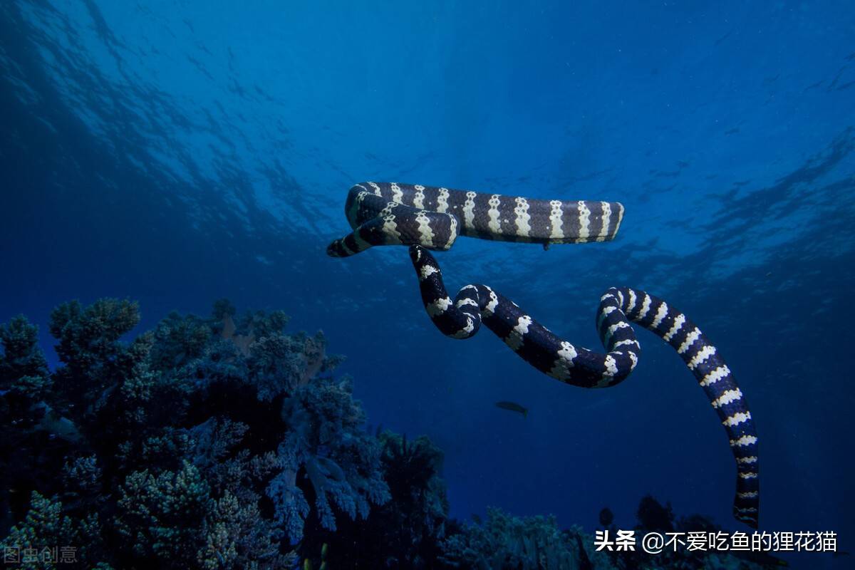 大海蛇(大海蛇真的存在吗)-第2张图片-鲸幼网