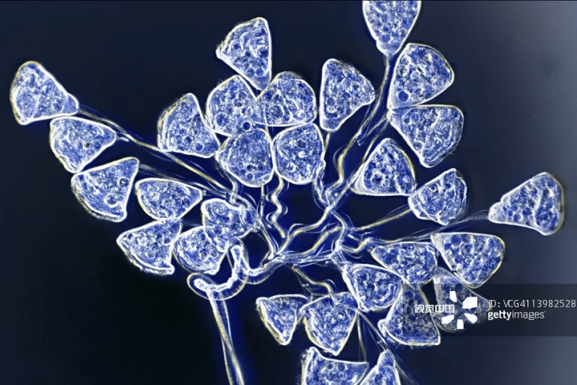 鱼类体外共栖而非寄生的固着类纤毛虫—聚缩虫、累枝虫、杯体虫等_养殖_钟形_虫体