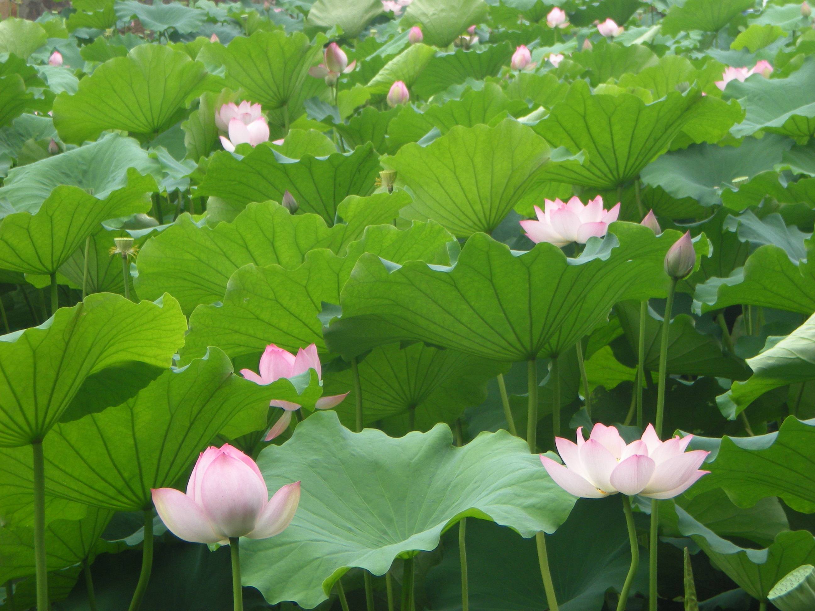 夏至已至满城风景正浓