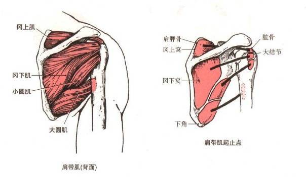 肩颈专业知识及图解图片