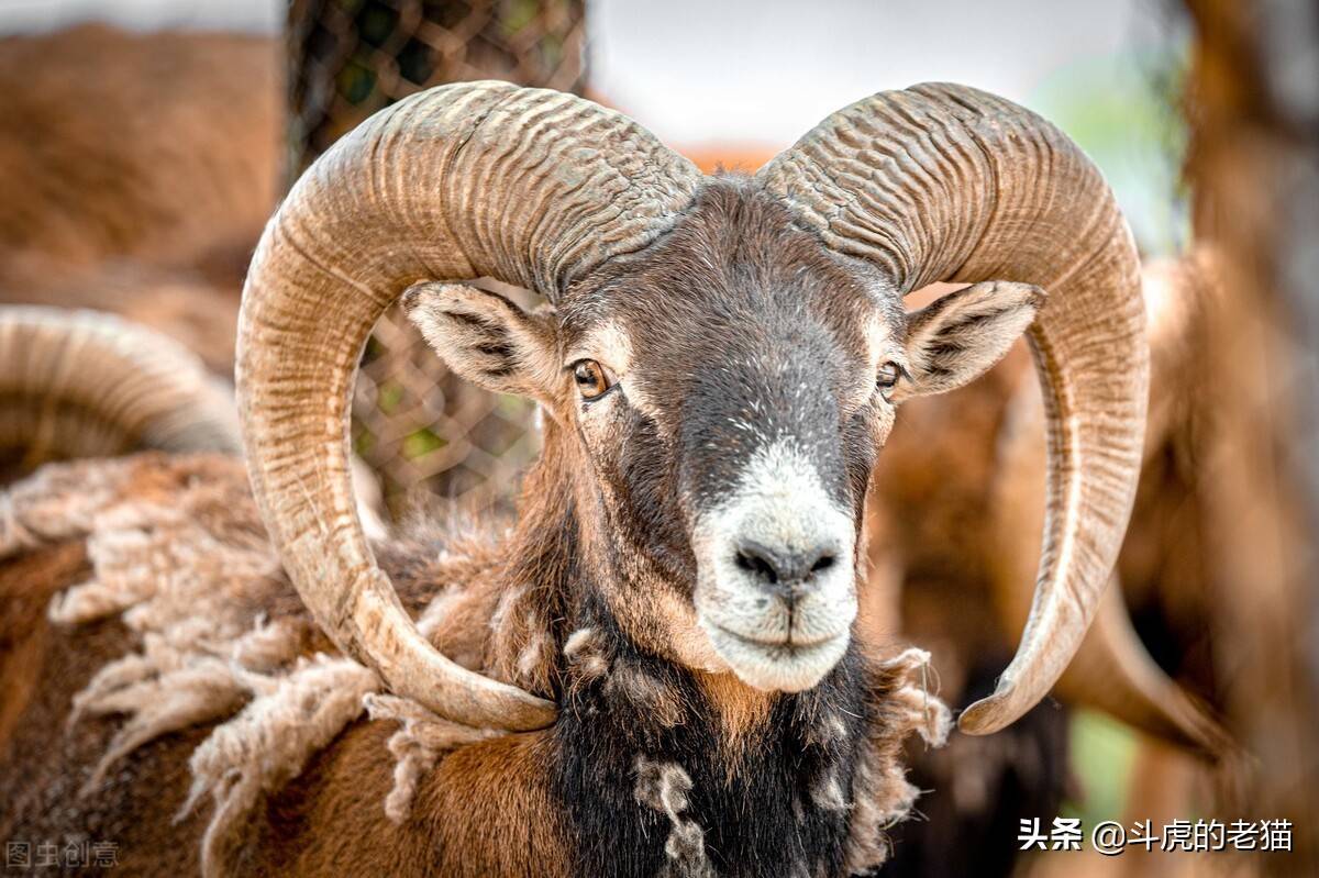只为得到母盘羊两头公盘羊决战雪山之巅撞击声响彻山谷