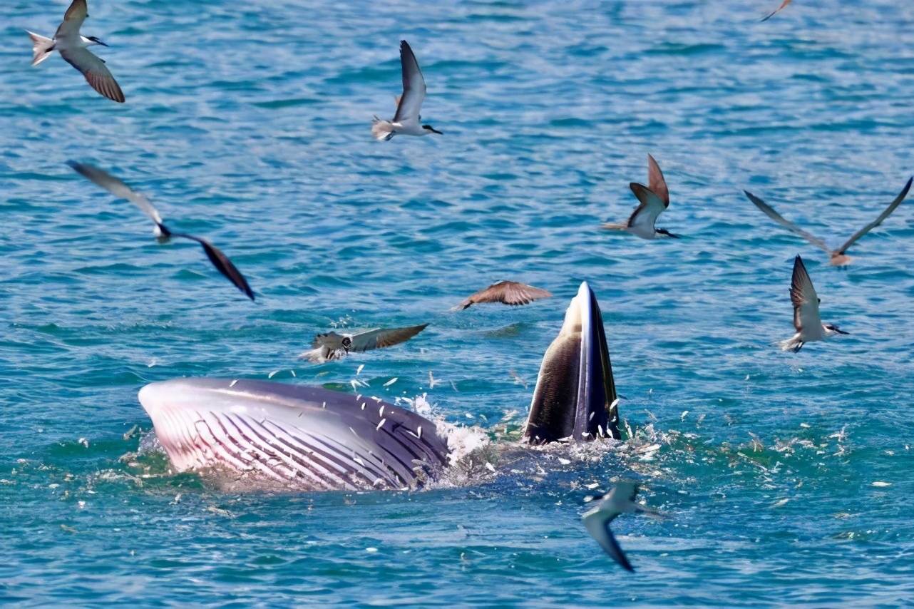 外交部发言人点赞"鲸鱼现身大鹏湾"!