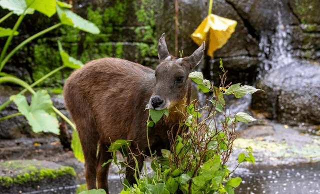 柬埔寨境内发现传说中的"四不像"_鬣羚_动物_濒危