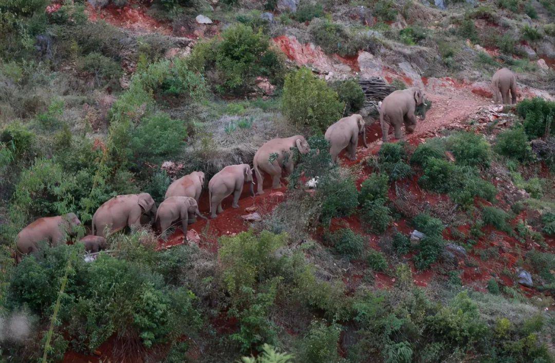 原创云南15只野象旅行团进入昆明酗酒迷路的背后我看到最心酸的一幕