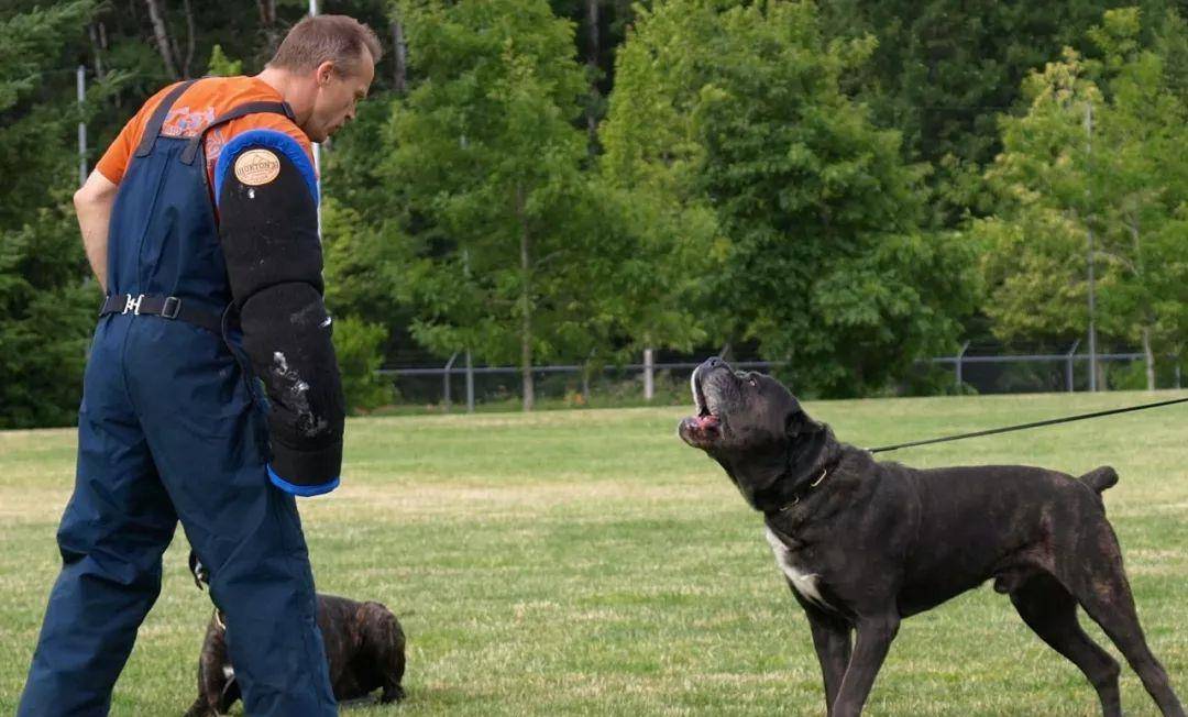 体型巨大头脑聪明,看家护院一把好手-卡斯罗犬_训练_社会化_主人