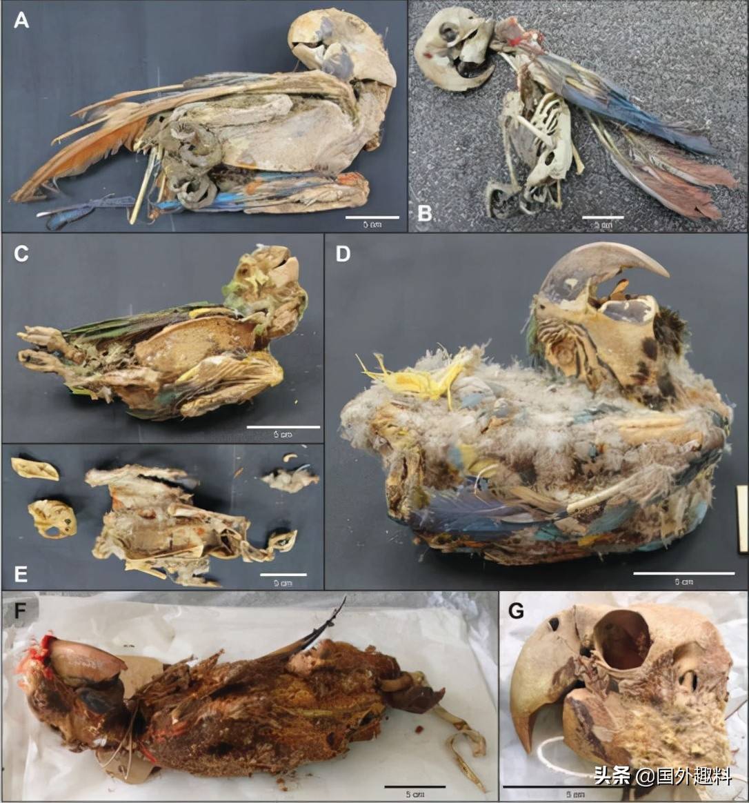 原创阿塔卡马沙漠的鸟类木乃伊揭示了历史真正的黑暗面