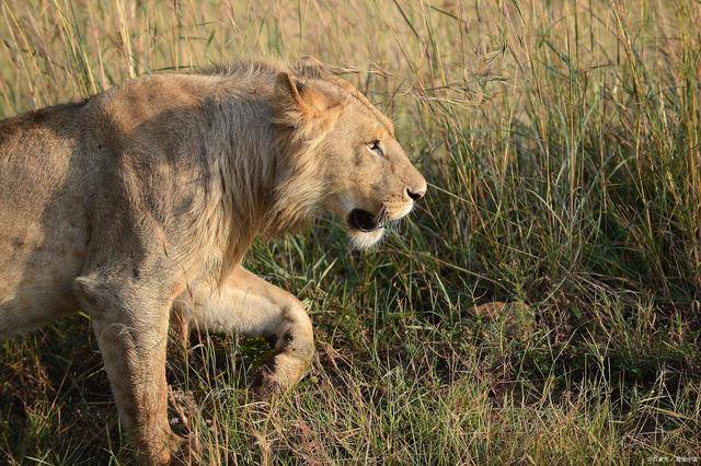 昔日以杀狮为荣的马赛人,今却在保护狮子问题上,给