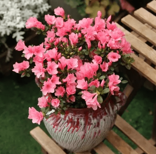 藍妖家庭中的杜鵑花要怎麼養掌握這6點花開翻倍