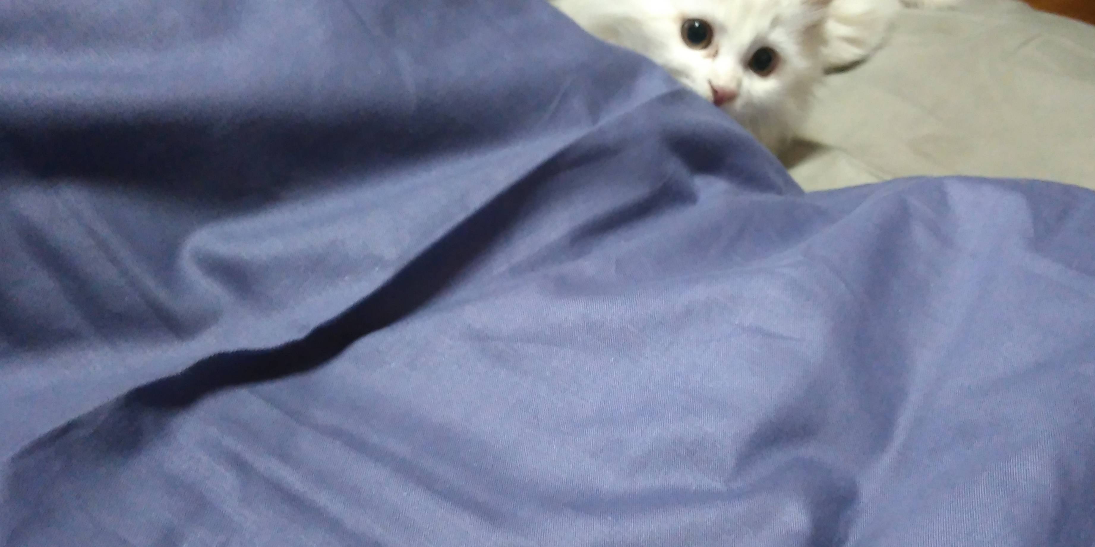 心碎 猫咪死后灵魂会回来看主人吗 妹妹 小时候 猫猫