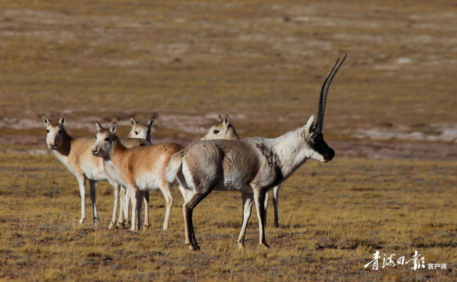 原创三江源这里是神奇的野生动物园