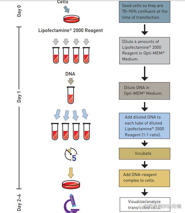 使用脂质体转染试剂进行细胞转染的方法