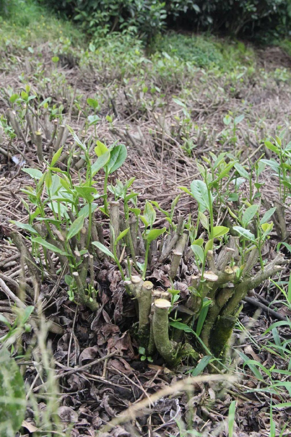 白茶十强广福心道夏季茶山行:游览福鼎磻溪!_茶园_台刈养_茶树