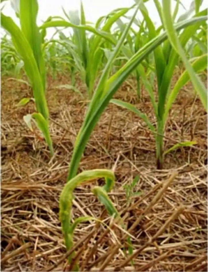 高温干旱夏玉米出苗后如何防虫管理如何防治