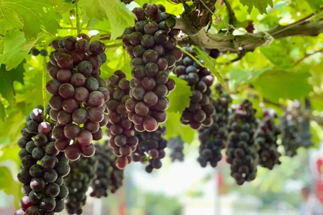 陕西人的夏天里,总是不能缺少户县葡萄_水果_西域_历史