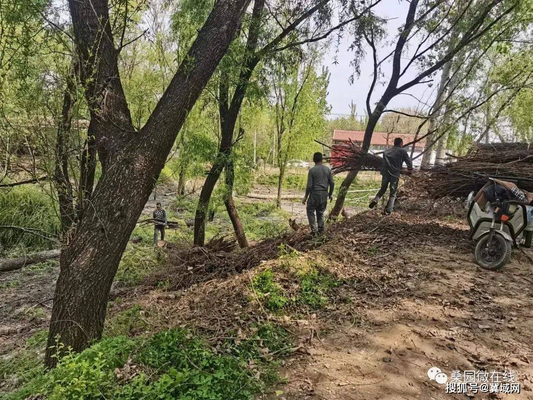 吴桥县桑园镇:整治环境脏乱差 新容新貌大第八_八村_人居_生活