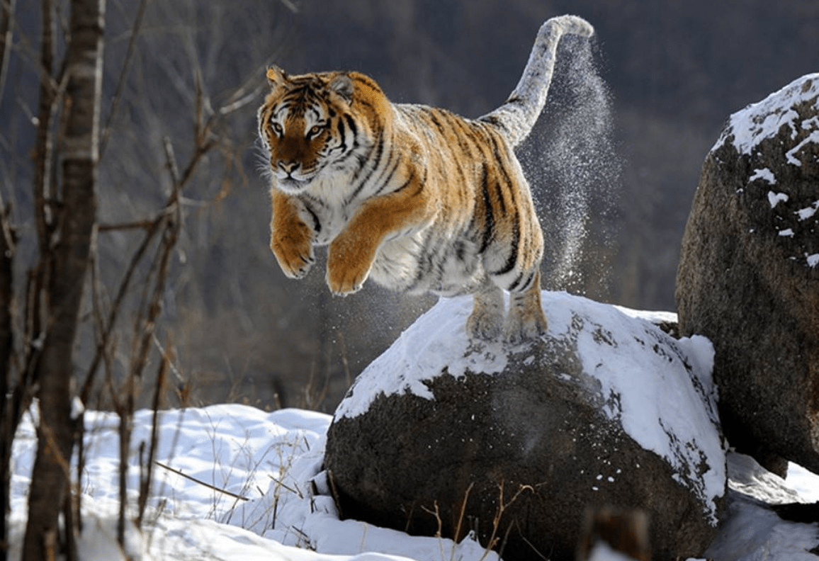 原创人工繁育东北虎近千只为何不能放虎归山专家野化老虎更危险