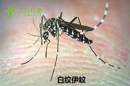 实验室蚊子 买蚊子 蚊子购买 飞凡检测试验用蚊虫出售-飞凡张同学