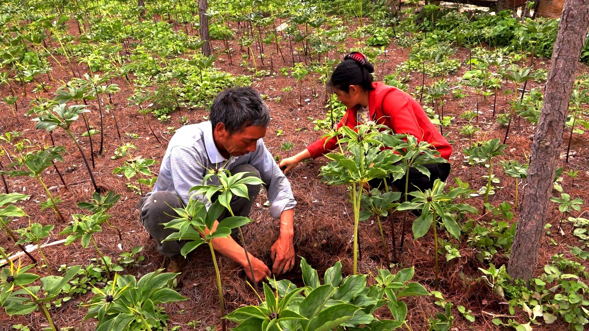 会东县堵格镇:中药材种植拓宽群众致富路_重楼_格村_发展