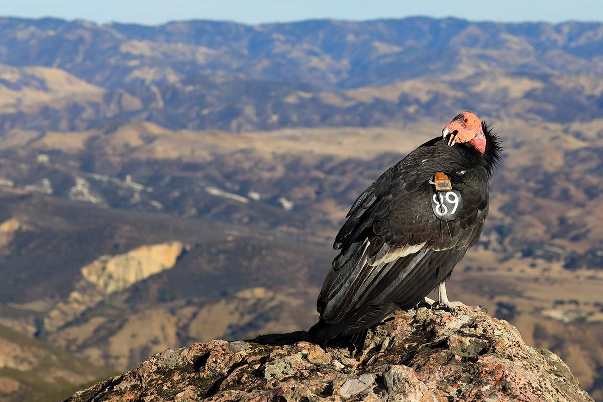 加州兀鹫图片