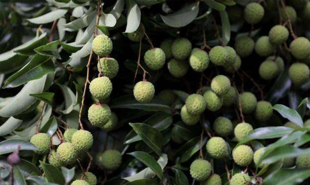 夏季吃荔枝祛火,购买时有青有红,哪种味道更好?