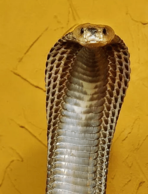 原创菲律宾眼镜蛇毒性有多强一次毒性可杀10个人食量却很小