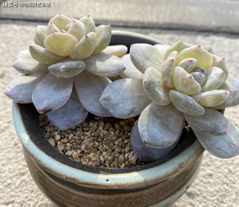 多肉化水 由于暴晒引起 绿叶变成透明状 夏天必须要遮阳 叶子 叶片 温度