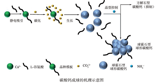 超重力反应结晶碳化法制备球形碳酸钙_方法_溶液_传统