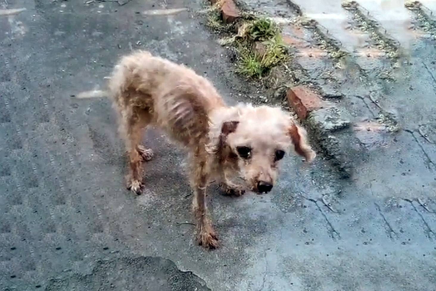 骨瘦如柴的流浪狗,被好心人用食物收买,带回家后主人感觉捡到宝_狗狗