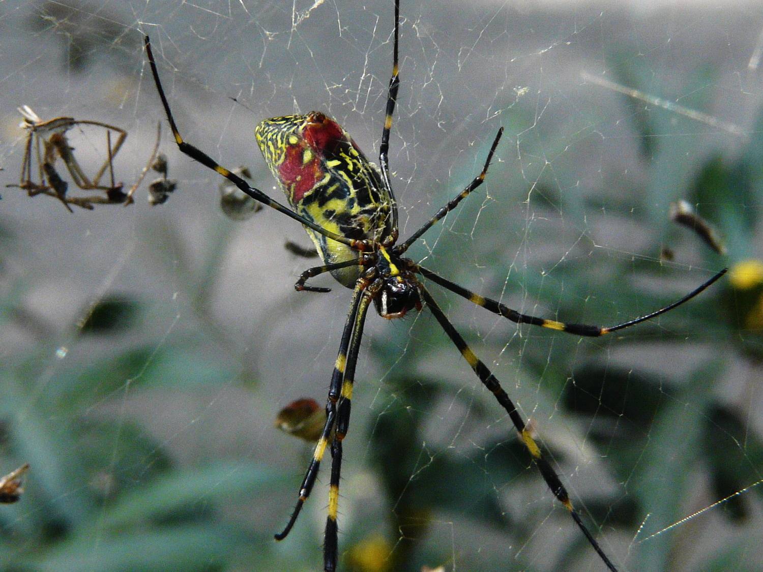 原创巨型蜘蛛入侵美国规模扩大吓坏居民美专家有毒中国很常见