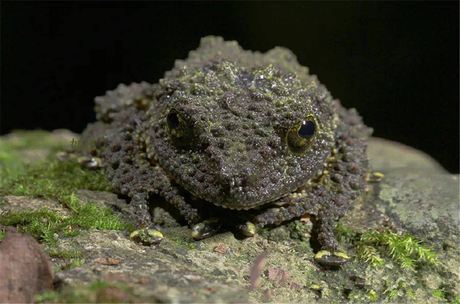 关节下瘤明显,有指基下瘤,掌突3个,雄蛙第一指上有浅色婚垫,后肢较